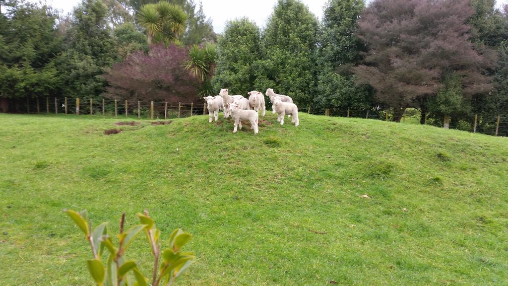 Hadleigh Boutique Lodge Tamahere Luaran gambar